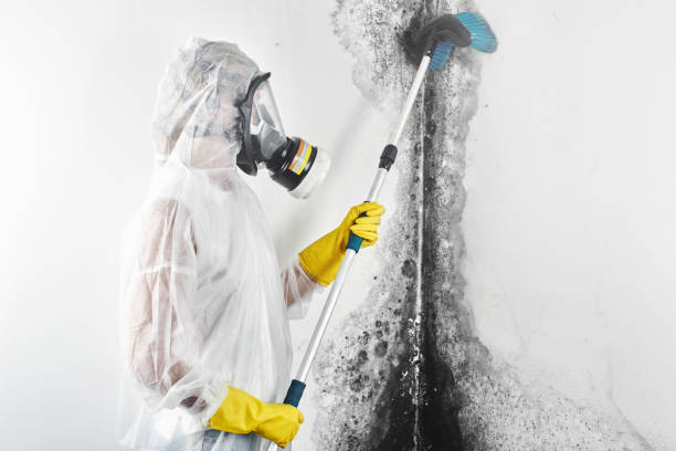 Best Mold Remediation for Healthcare Facilities  in Triana, AL