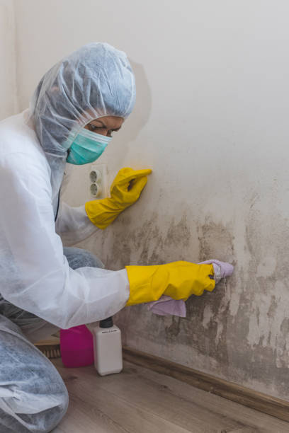 Best Asbestos and Lead Testing During Mold Inspection  in Triana, AL