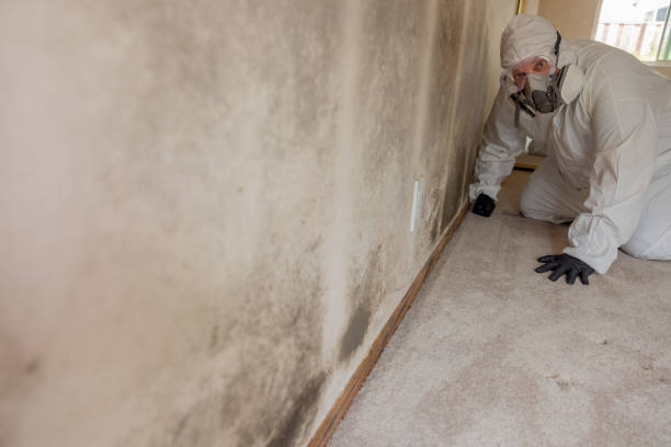 Mold Remediation for Rental Properties in Triana, AL